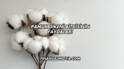 Pamuk Dikeni Bitkisinin Faydaları