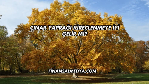 Çınar Yaprağı Kireçlenmeye İyi Gelir mi?
