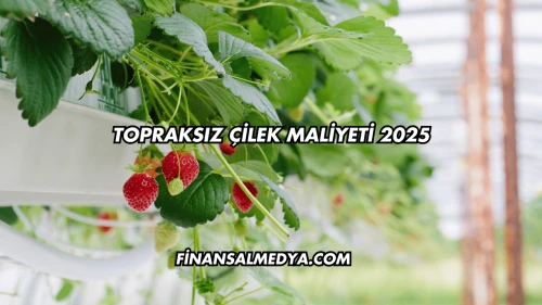 Topraksız Çilek Maliyeti 2025