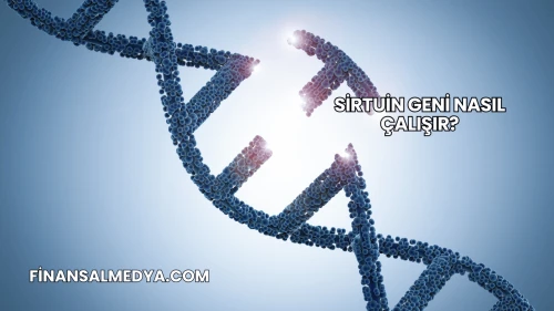 Sirtuin Geni Nasıl Çalışır?