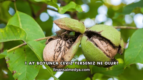 1 Ay Boyunca Ceviz Yerseniz Ne Olur?