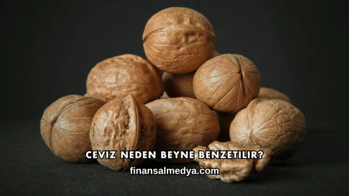 Ceviz Neden Beyne Benzetilir?
