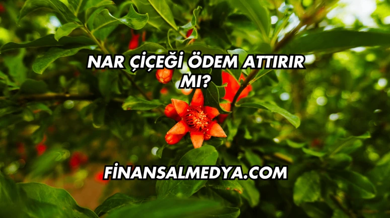 Nar Çiçeği Ödem Attırır mı?