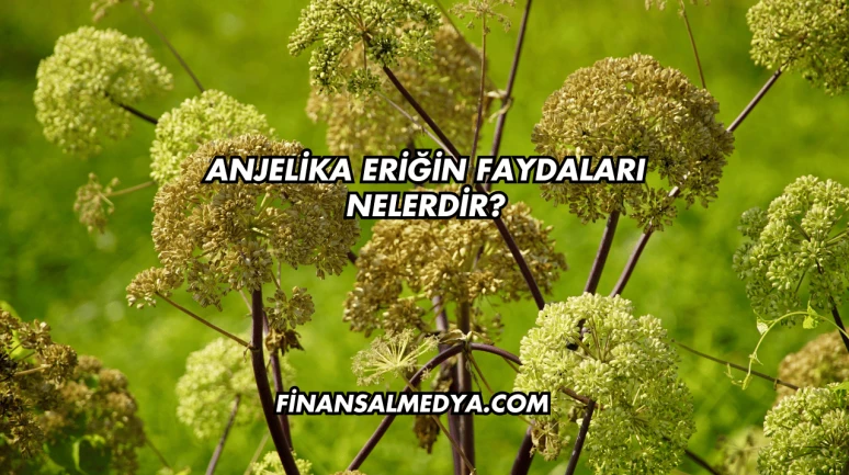 Anjelika Eriğin Faydaları Nelerdir?