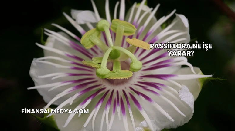 Passiflora Ne İşe Yarar?