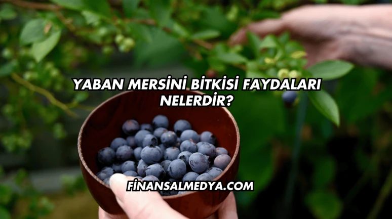 Yaban Mersini Bitkisi Faydaları Nelerdir?