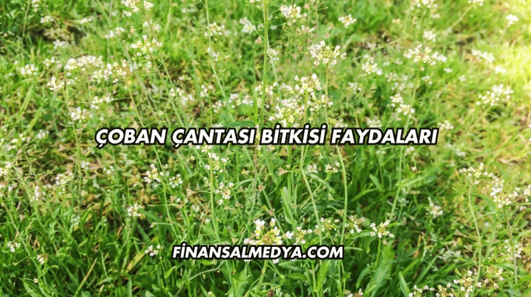 Çoban Çantası Bitkisi Faydaları
