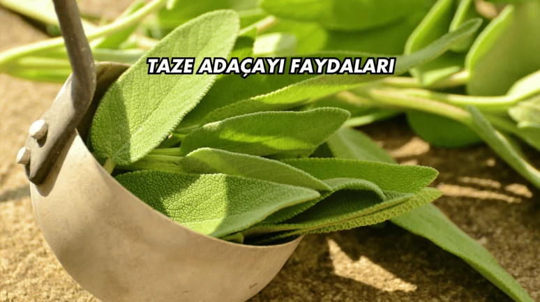 Taze Adaçayı Faydaları
