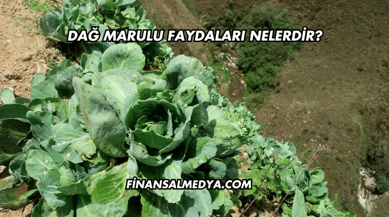 Dağ Marulu Faydaları Nelerdir?