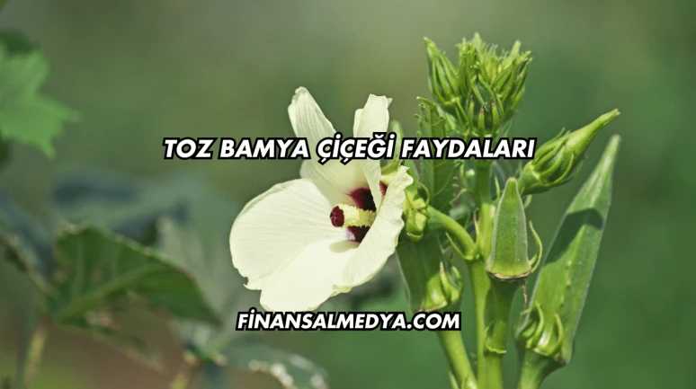 Toz Bamya Çiçeği Faydaları