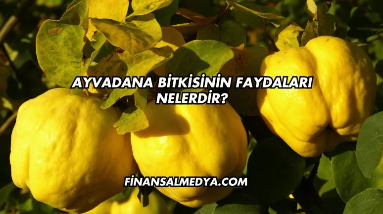 Ayvadana Bitkisinin Faydaları Nelerdir?