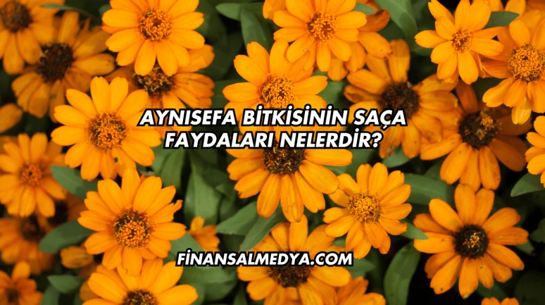 Aynısefa Bitkisinin Saça Faydaları Nelerdir?