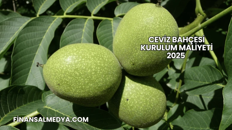 Ceviz Bahçesi Kurulum Maliyeti 2025
