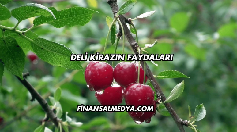 Deli Kirazın Faydaları