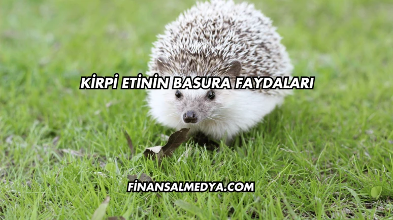 Kirpi Etinin Basura Faydaları
