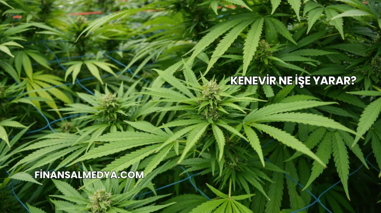Kenevir Ne İşe Yarar?