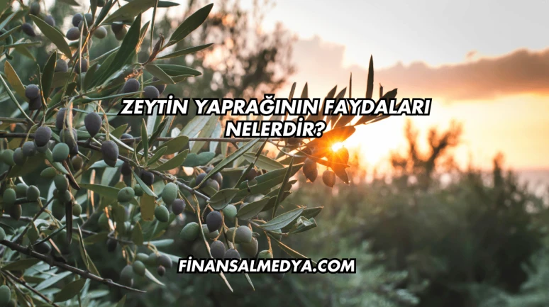 Zeytin Yaprağının Faydaları Nelerdir?