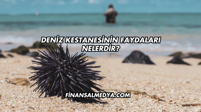Deniz Kestanesinin Faydaları Nelerdir?