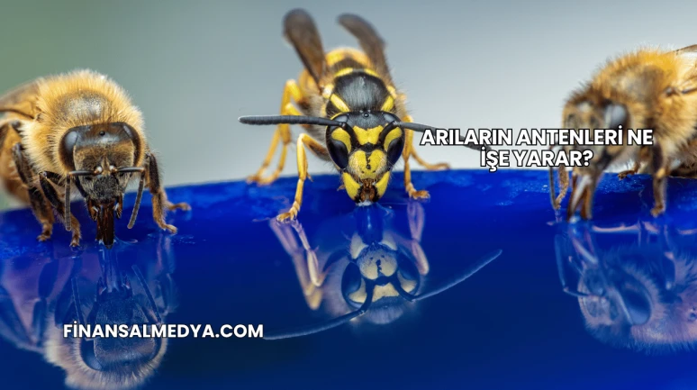 Arıların Antenleri Ne İşe Yarar?