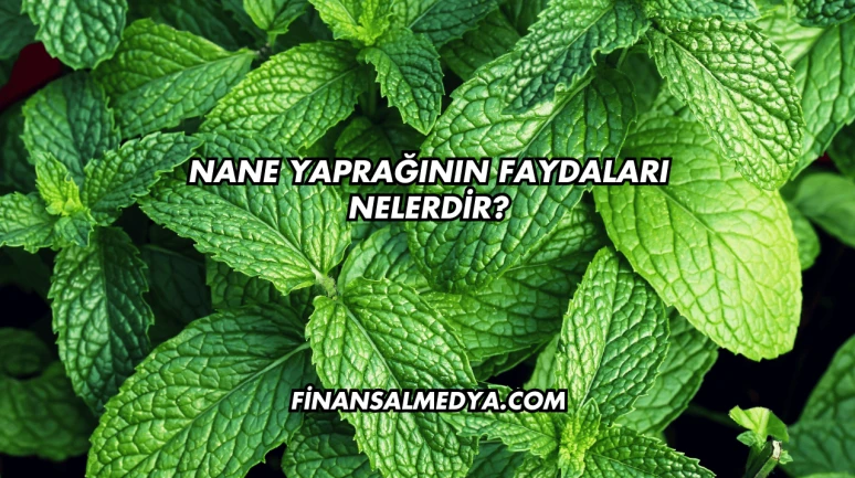 Nane Yaprağının Faydaları Nelerdir?