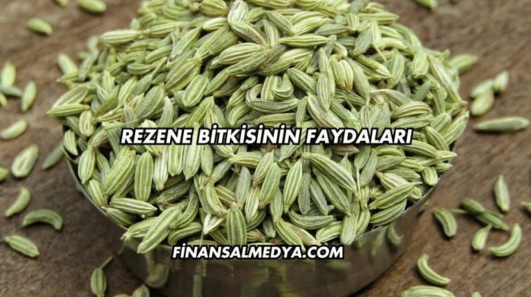 Rezene Bitkisinin Faydaları