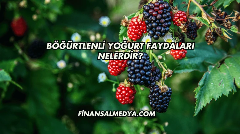 Böğürtlenli Yoğurt Faydaları Nelerdir?