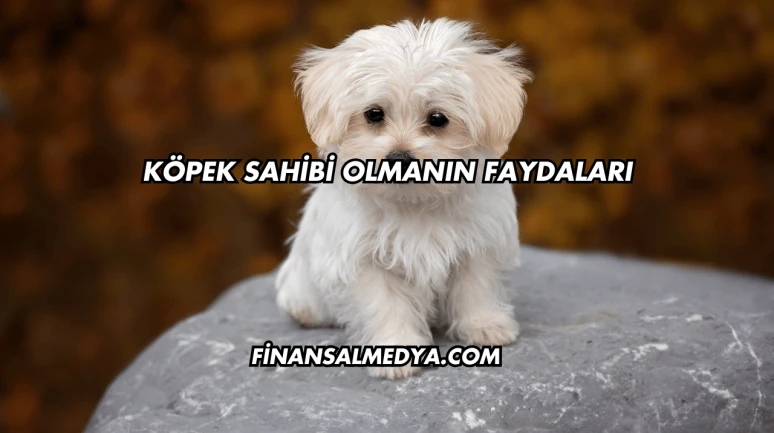 Köpek Sahibi Olmanın Faydaları
