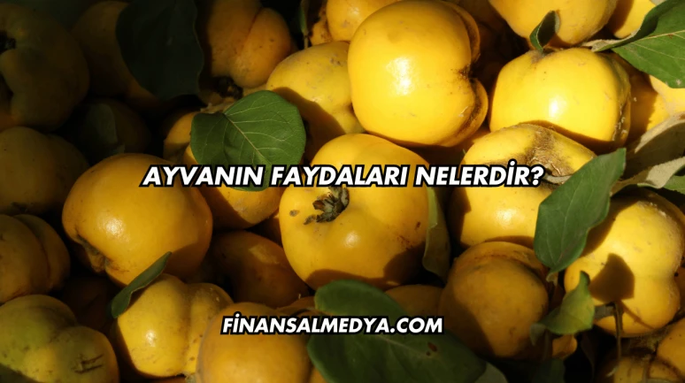 Ayvanın Faydaları Nelerdir?