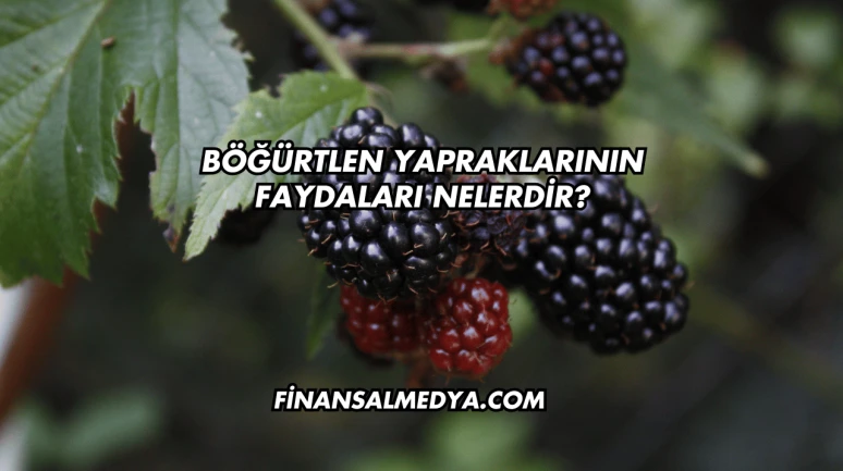 Böğürtlen Yapraklarının Faydaları Nelerdir?