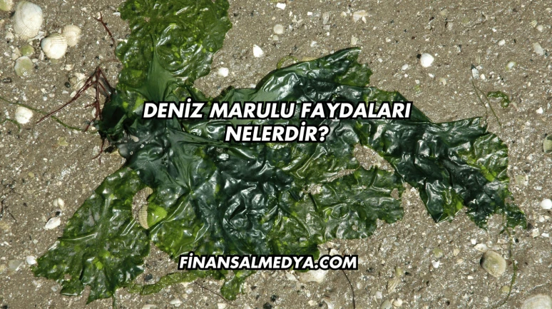 Deniz Marulu Faydaları Nelerdir?