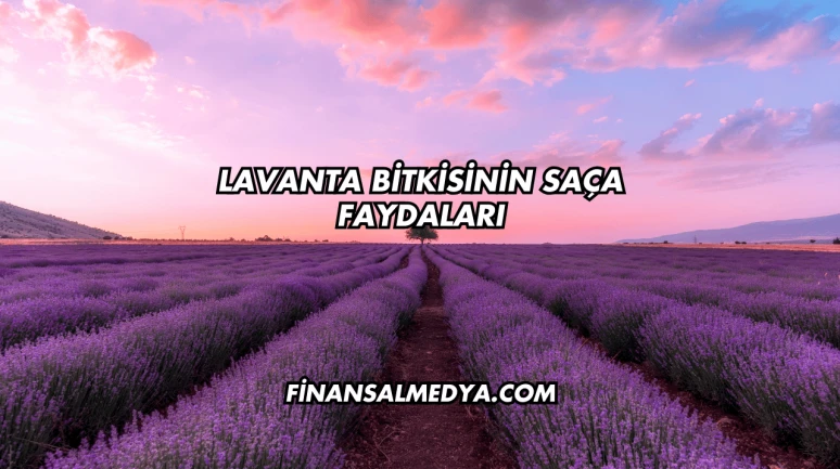 Lavanta Bitkisinin Saça Faydaları