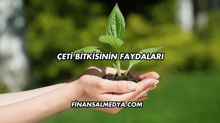 Çeti Bitkisinin Faydaları