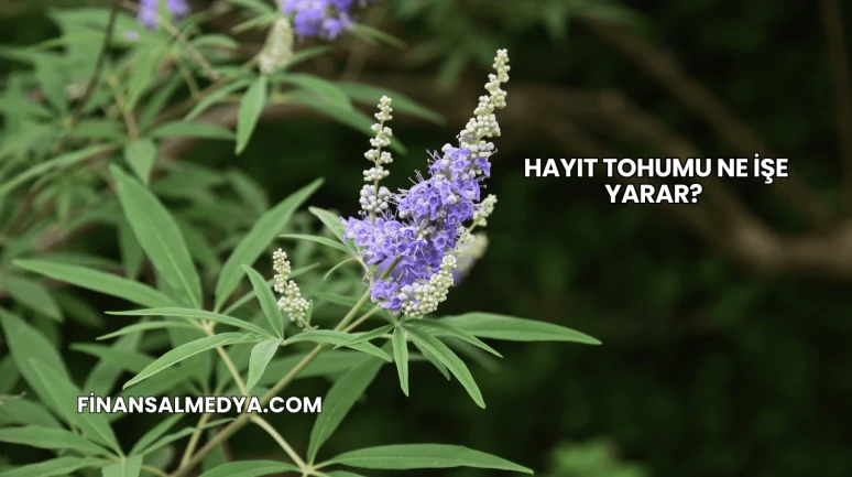 Hayıt Tohumu Ne İşe Yarar?