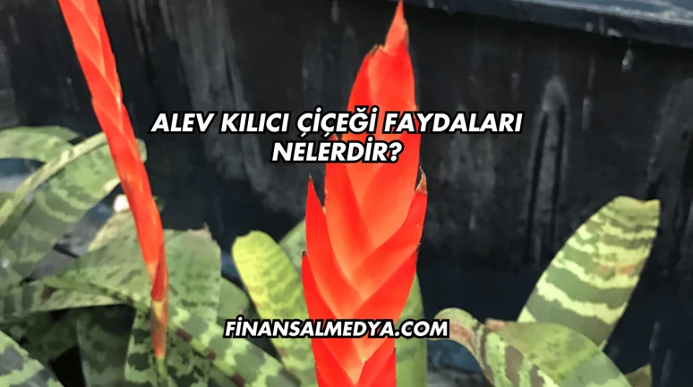 Alev Kılıcı Çiçeği Faydaları Nelerdir?