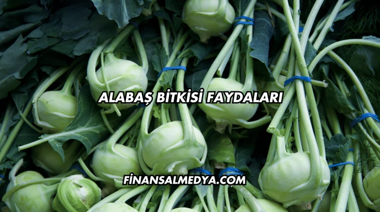 Alabaş Bitkisi Faydaları