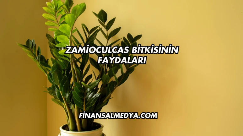 Zamioculcas Bitkisinin Faydaları
