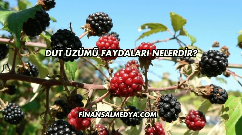 Dut Üzümü Faydaları Nelerdir?