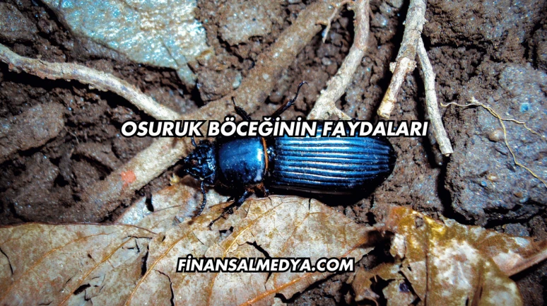 Osuruk Böceğinin Faydaları