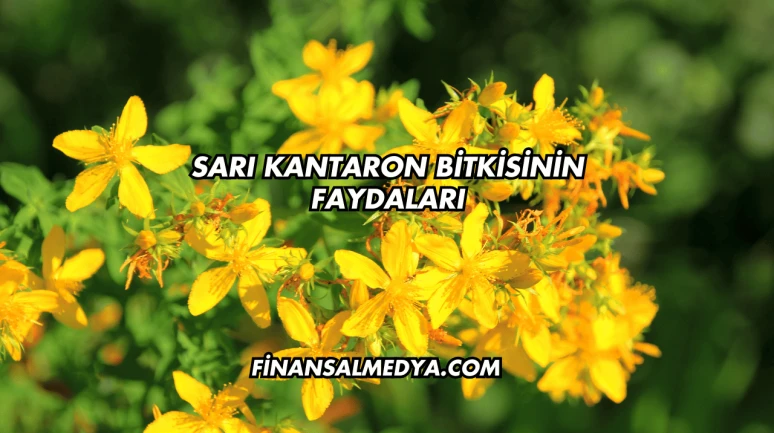 Sarı Kantaron Bitkisinin Faydaları