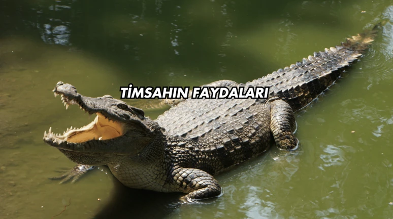 Timsahın Faydaları