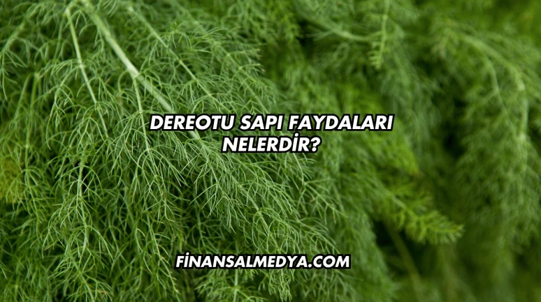 Dereotu Sapı Faydaları Nelerdir?