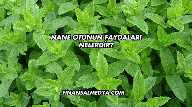 Nane Otunun Faydaları Nelerdir?