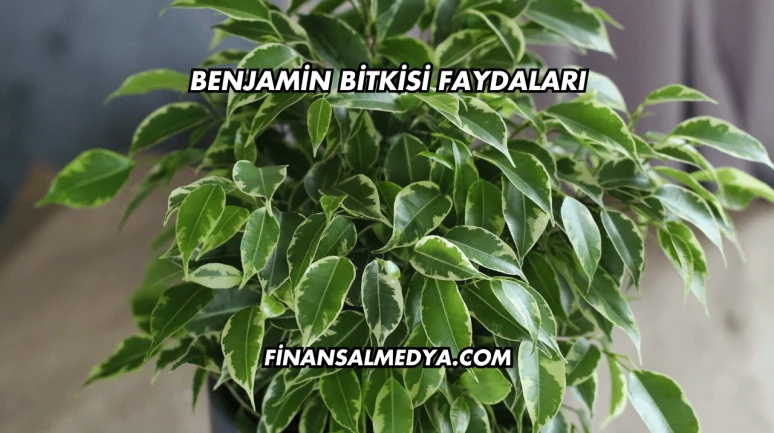 Benjamin Bitkisi Faydaları
