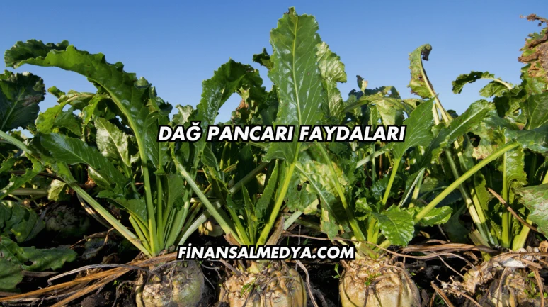 Dağ Pancarı Faydaları