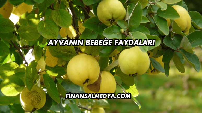 Ayvanın Bebeğe Faydaları