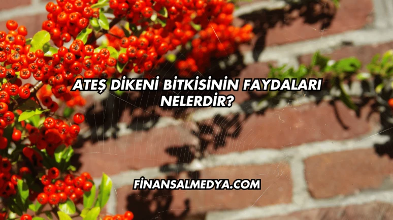 Ateş Dikeni Bitkisinin Faydaları Nelerdir?