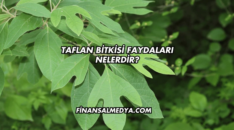 Taflan Bitkisi Faydaları Nelerdir?