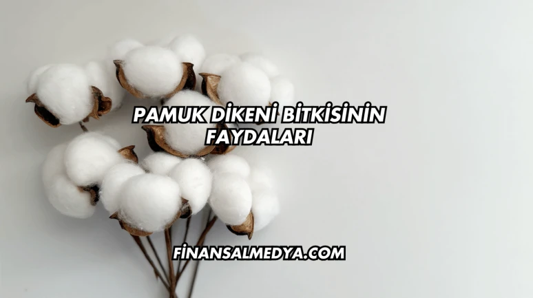 Pamuk Dikeni Bitkisinin Faydaları