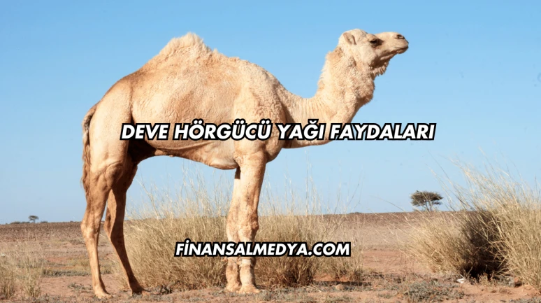Deve Hörgücü Yağı Faydaları