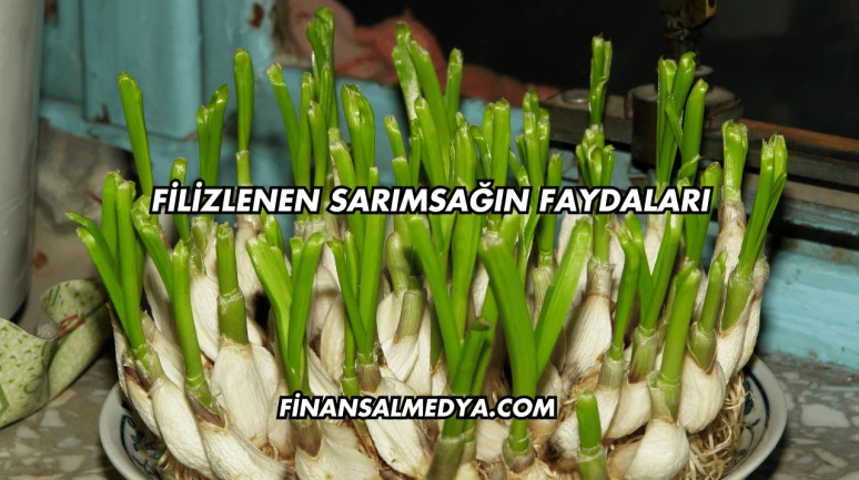 Filizlenen Sarımsağın Faydaları